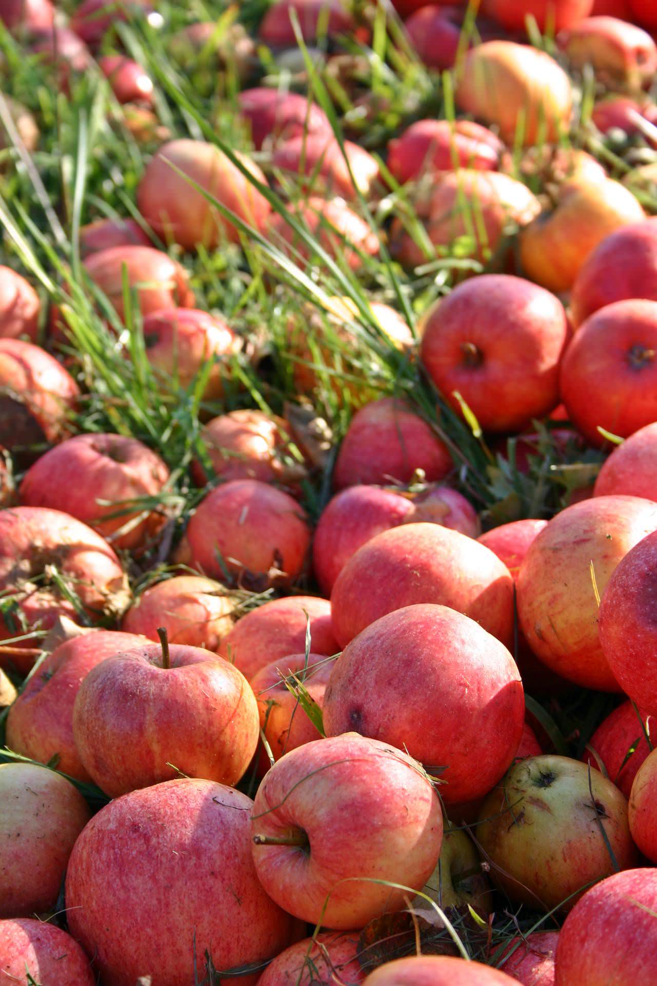 Alte Apfelsorten Boskoop und Jakob Fischer auf Streuobstwiesen