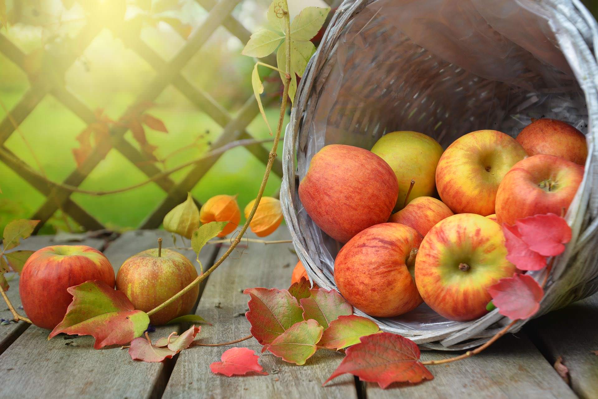 Alte Obstsorten: Apfel, Birne, Zwetschge und Quitte